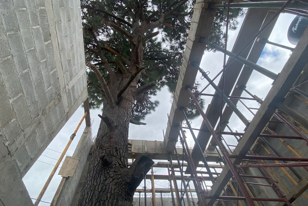 proyecto-casa-del-arbol-horizontal-01