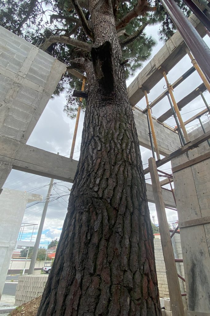 proyecto-casa-del-arbol-vertical-02